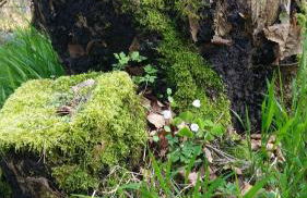 Lütt Verbliev - Foto 35