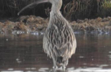 Entre mer et collines Appartement T2 - Foto 33