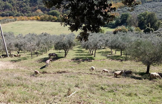 Agriturismo Fratelli Angelucci - Foto 21