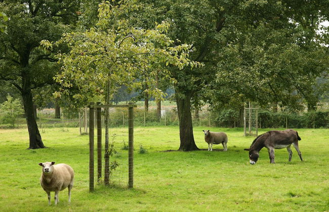 Beernem Farmhouse With Pool - Foto 30