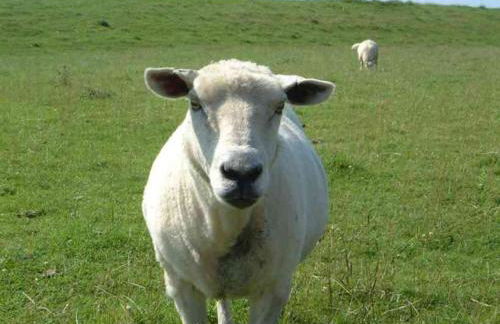 Zur alten Schmiede - Photo 14