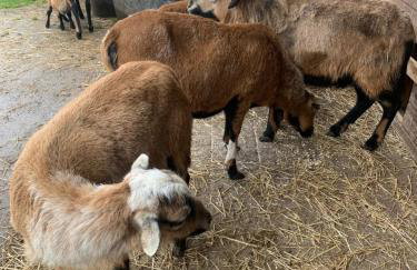 Ferienhaus Spielburg - Foto 75