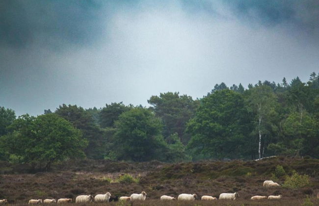 Chalet in Friesland Near Large Lakes - Foto 36