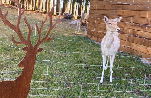 Chalet le Bô & Spa - Foto 19