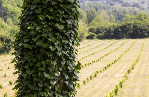 Podere Groppini - Foto 15