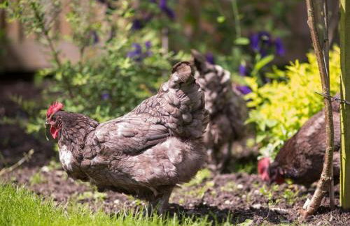 Withy Cottages - Photo 30