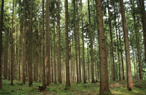 Ferienhaus "Gestiefelter Kater" am See im Bergland - Photo 38