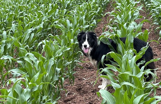 Lower Thornton Farm - Foto 33