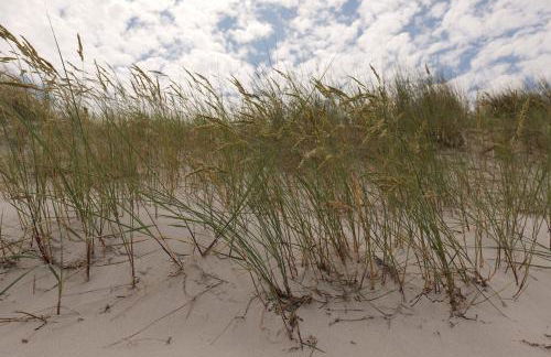 SandKorn 1 und 2 - Foto 25