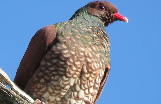 Bird Spotting in Sian Kaʼan Biosphere Reserve - Foto 7