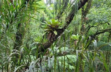 Chalé do Lopo - Photo 36