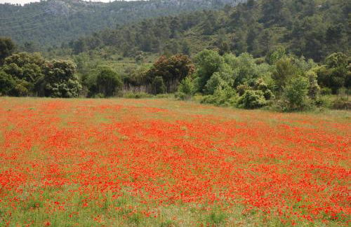 La petite Cigale - Foto 34