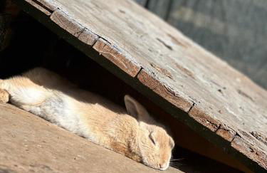 La Petraia - Foto 52