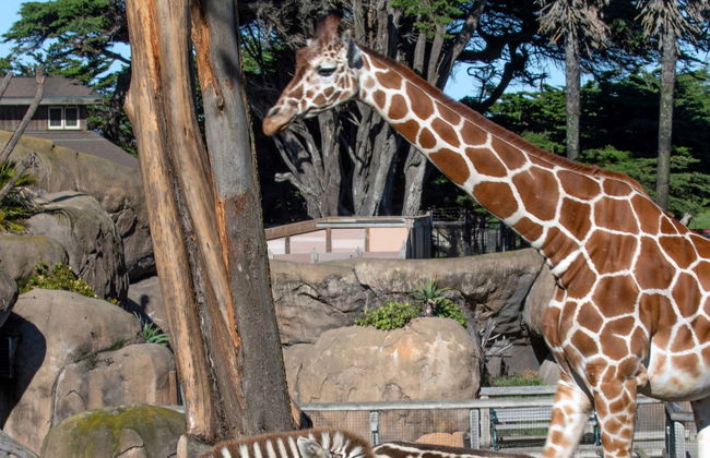 San Francisco CityPASS® - Foto 1