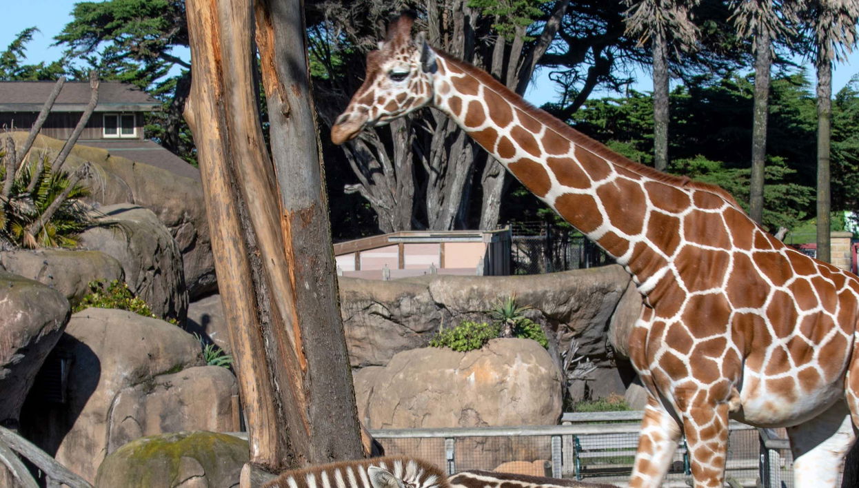 San Francisco CityPASS® - Foto 1, San Francisco CityPASS®