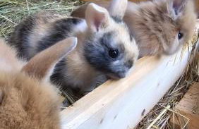 Agroturystyka Nad-Stawem 2 - Foto 22