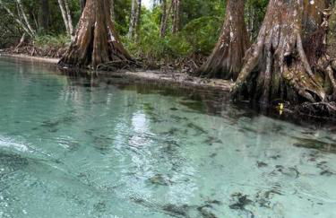 Weeki Wachee Retreat Canal home with hot tub kayaks canoe and boat with trolling motor included - Foto 49