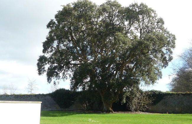 Castlemartyr Mews - Photo 30