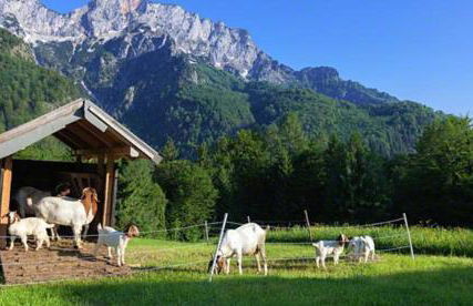 Ferienwohnung Lippenlehen - Foto 15