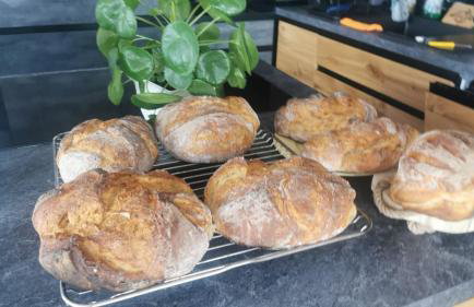 Vigor Horses - Foto 68