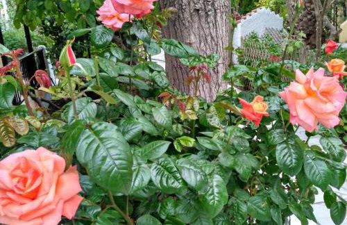 9 Musses ROOMS - Foto 21