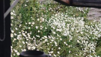 Two unique cabins wrapped in beautiful welsh scenery - Foto 5, Garden view