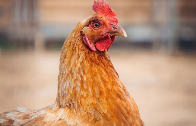 Milea Agritourism - Foto 65