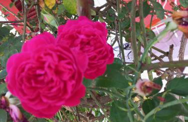 Chácara Sossego - Foto 23