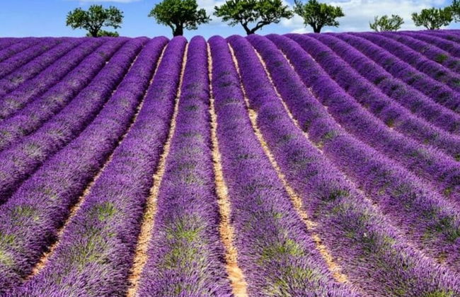 Casina di Savolano Comfortable Holiday Residence - Foto 14