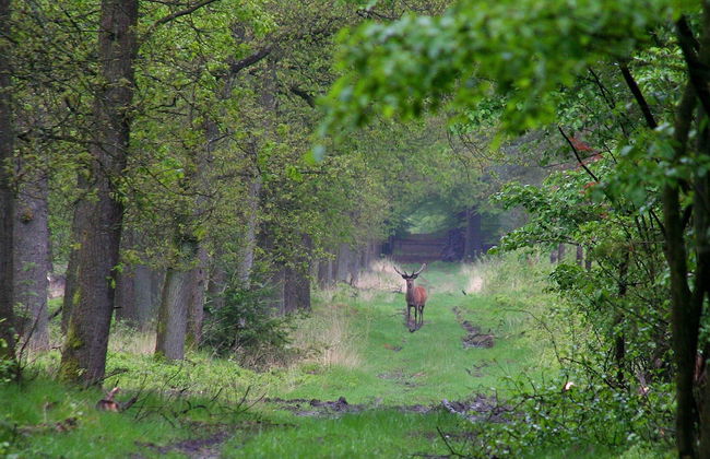Cottage in Veluwe Near Forest Park - Foto 28