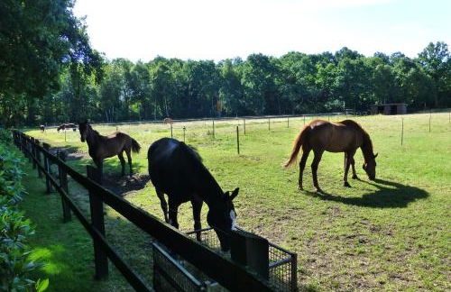 Große Ferienwohnung, auf Bauernhof mit Ponys und Pferden, ländlich und ruhig, Nähe Dümmer See - Photo 21