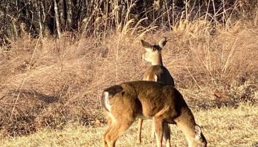 BRB - Cozy Bungalow at the Top of the Canyon - Foto 3