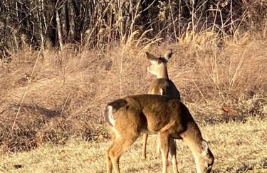 BRB - Cozy Bungalow at the Top of the Canyon - Foto 3