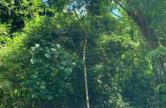 Recanto Maciel casa rústica em meio da natureza próximo a praia trilhas cachoeira - Foto 18