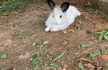 Hospedagem Recanto das Orquideas - Photo 66