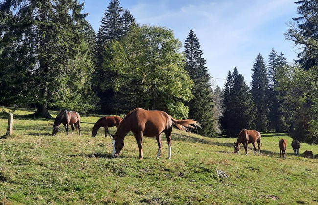 Maison de vacances - LM - Foto 37