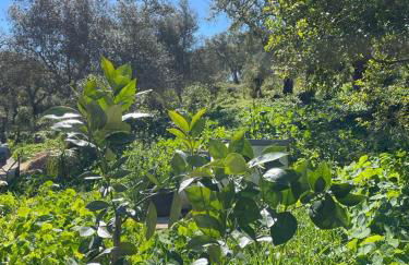 Três Figos - Foto 74