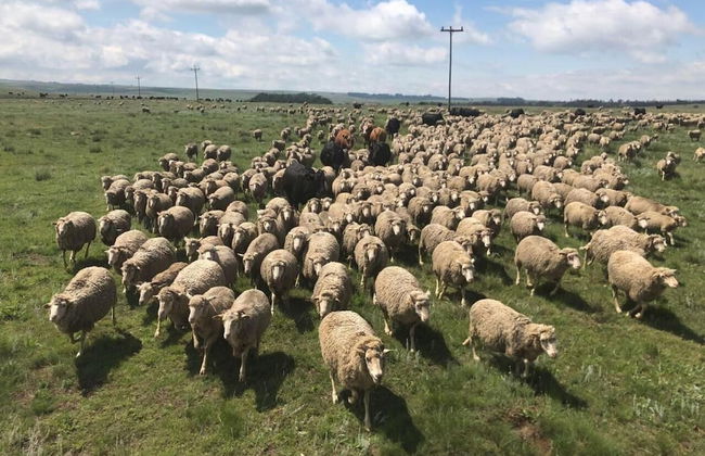 Luiperdkloof Trout Lodge - Foto 16