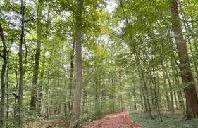 Ferienhaus Tiny Löwenzahn - Foto 18