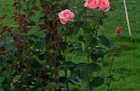 Assisi Suite Apartment con annessa Tavernetta La Lavanda - Foto 6