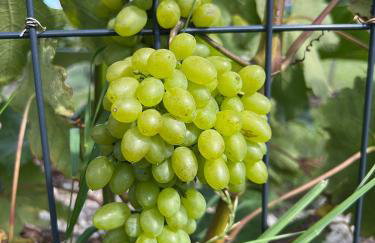 Apartamenty i pokoje nadmorskie - Owocowe Wzgórze - Foto 39