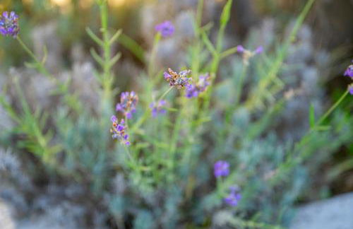 CasaCeciliamare - Photo 43