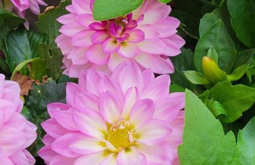 Mountain Pearl Velebit - Foto 70