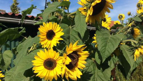 Ferienwohnung Albers - Foto 4