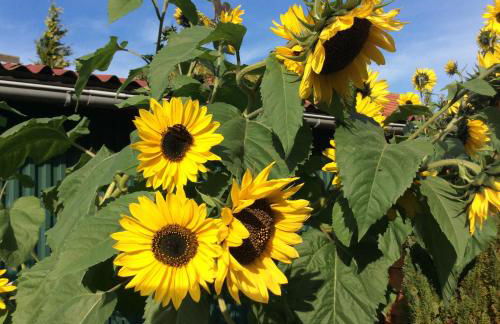 Ferienwohnung Albers - Foto 4