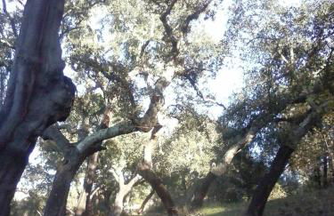 Monte das Pedras - Foto 53