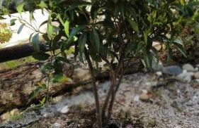 Maisonette In Paradisos 1 - Foto 25