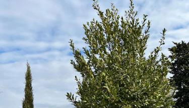 La Casina di Cinzia - Foto 4