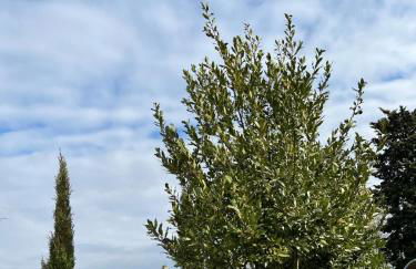 La Casina di Cinzia - Foto 4