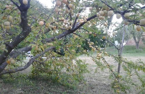 Mulino a vento - Foto 39